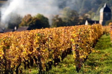 Sydney’s wine lover guide to Burgundy