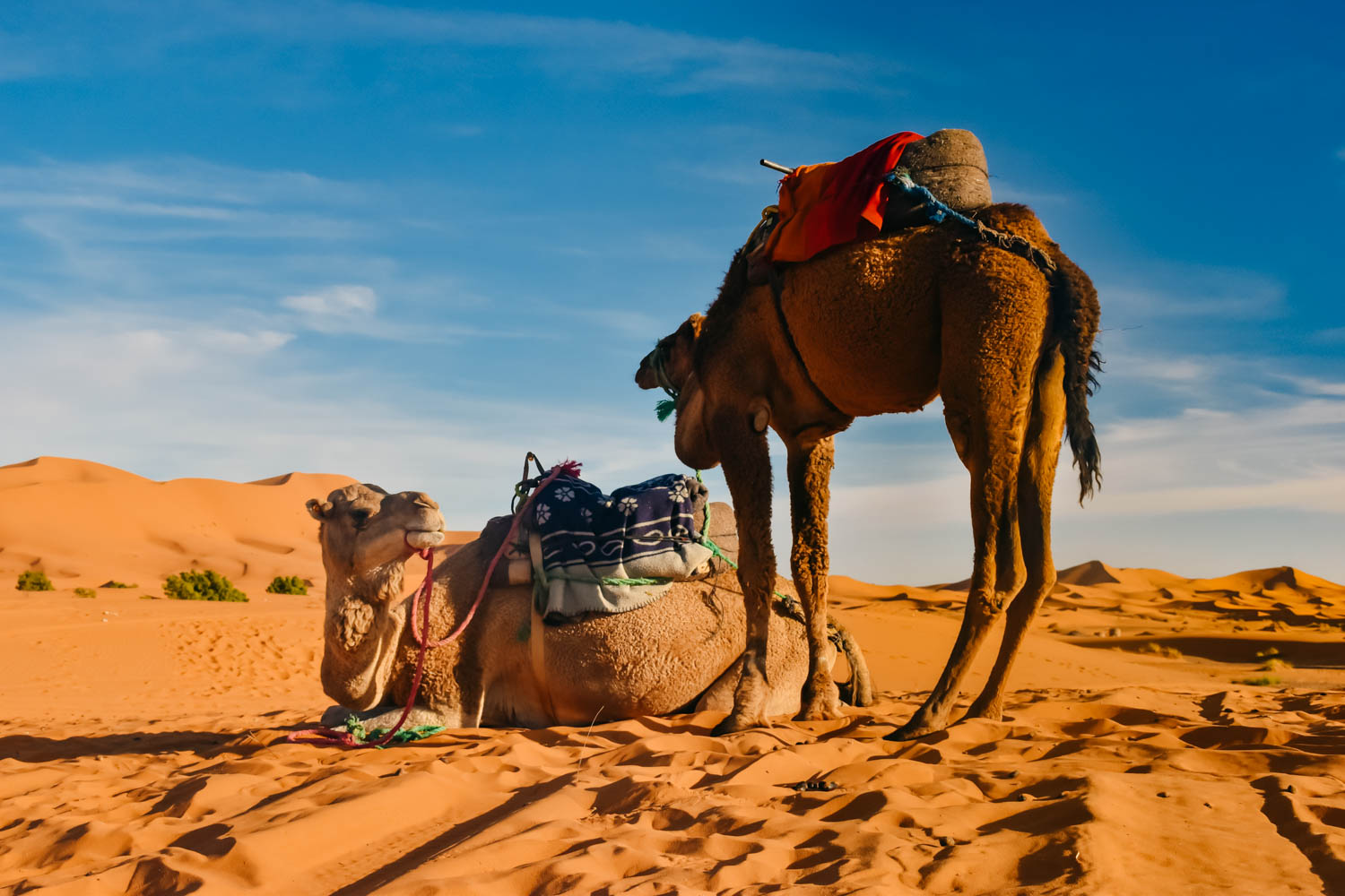 Desert travel. Мерзуга Марокко достопримечательности. Marrakech Camels.