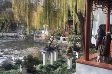 One Dining opens at The Chinese Garden of Friendship – yum cha, tail slapping koi carp and fantastic desserts